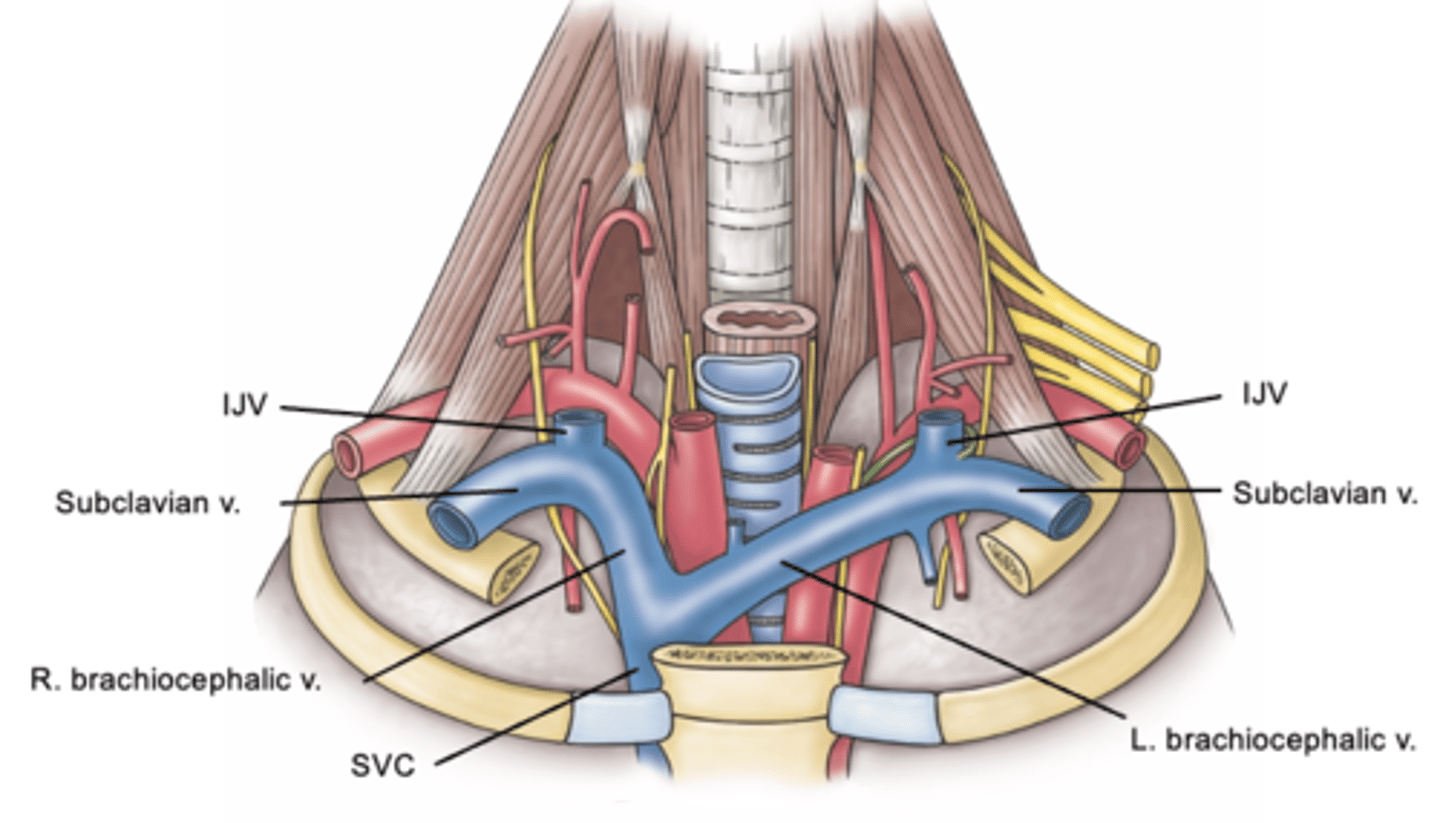 <p>formed by subclavian vein + internal jugular vein</p><p>-in the chest, 2 brachiocephalic veins unite to form superior vena cava</p><p>-right is shorter than left</p>