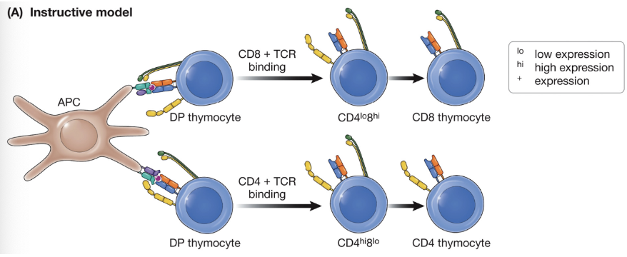 <p>CD8 ligation produces a different signal than CD4 ligation and the signal generated tells the cell what it should become</p>