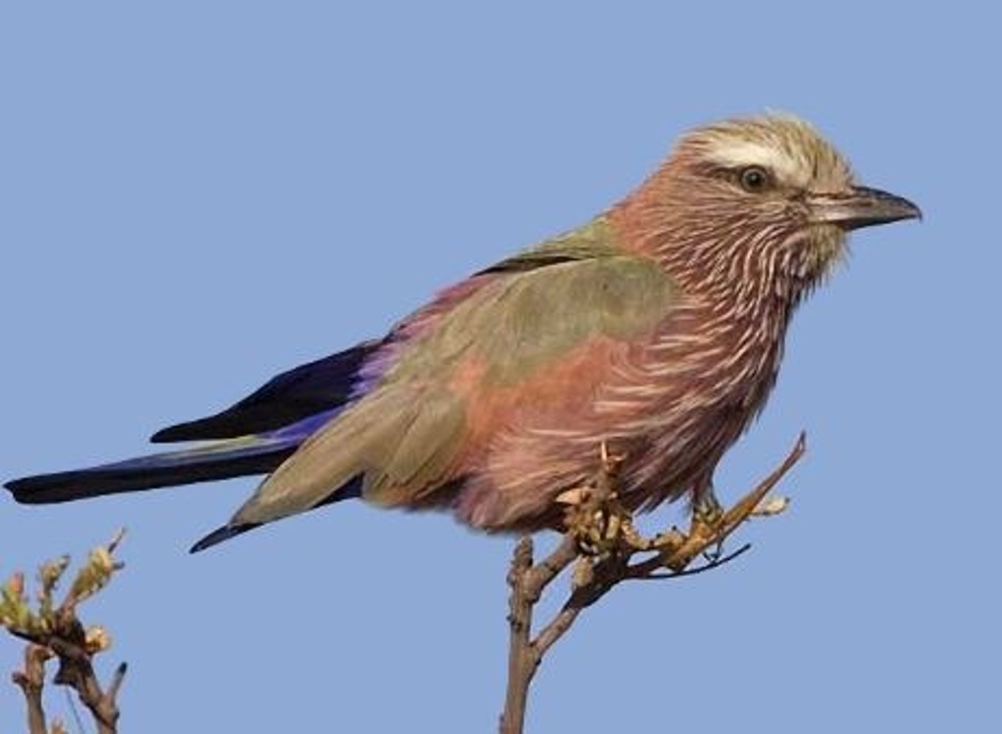 <p>Coraciiformes Coraciidae</p>