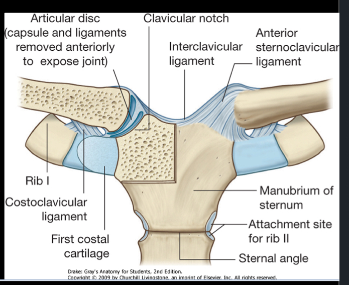 <p>Anterior SC Ligament, Posterior SC Ligament, Interclavicular ligament, and Costoclavicular ligament</p>