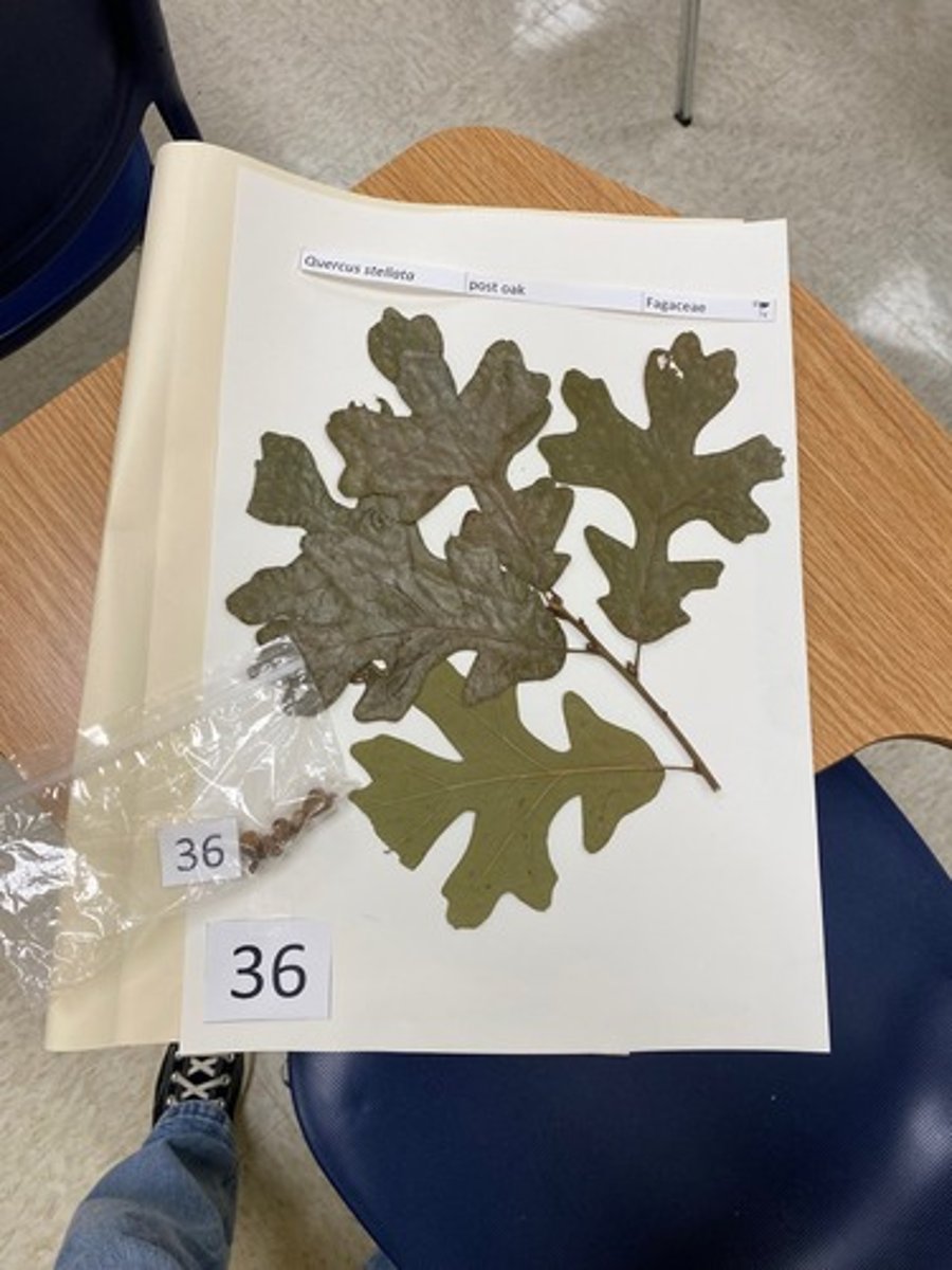 <p>Quercus stellata (Fagaceae)</p>