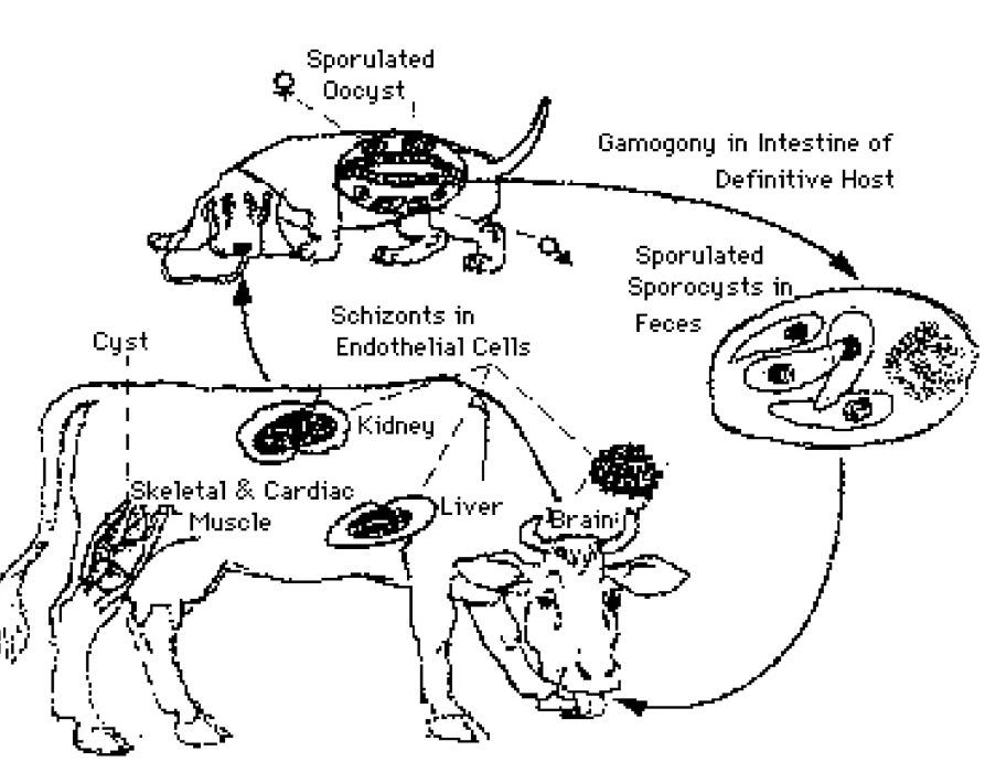 <p><strong><u>life cycle of S. Bovicans</u></strong></p><p><strong>Definitive Host (Dog)</strong></p><ol><li><p><strong>Ingestion</strong>: The dog ingests tissue cysts containing bradyzoites from infected intermediate hosts (such as cattle).</p></li><li><p><strong>Gametogony</strong>: In the dog's intestines, the bradyzoites invade epithelial cells and develop into gametes.</p></li><li><p><strong>Sporulation</strong>: Oocysts are formed, which then sporulate within the dog's intestine.</p></li><li><p><strong>Excretion</strong>: Sporulated oocysts are excreted in the feces.</p></li></ol><p><strong>Intermediate Host (Cow)</strong></p><ol><li><p><strong>Ingestion</strong>: The cow ingests sporulated oocysts from contaminated food or water.</p></li><li><p><strong>Sporozoite Release</strong>: The oocysts release sporozoites in the cow's intestines, which then invade endothelial cells.</p></li><li><p><strong>Schizogony/merogony</strong>: Sporozoites undergo multiple rounds of nuclear division to form schizonts/meronts in the cow's tissues.</p></li><li><p><strong>Cyst Formation</strong>: Schizonts/meronts release merozoites, which will develop into cysts containing bradyzoites within the muscles and other tissues of the cow.</p></li></ol><p>The cycle continues when the definitive host ingests these cysts, and the process begins anew.</p>