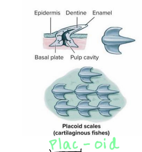 <p>Small, conical (tooth-like) scales.</p>