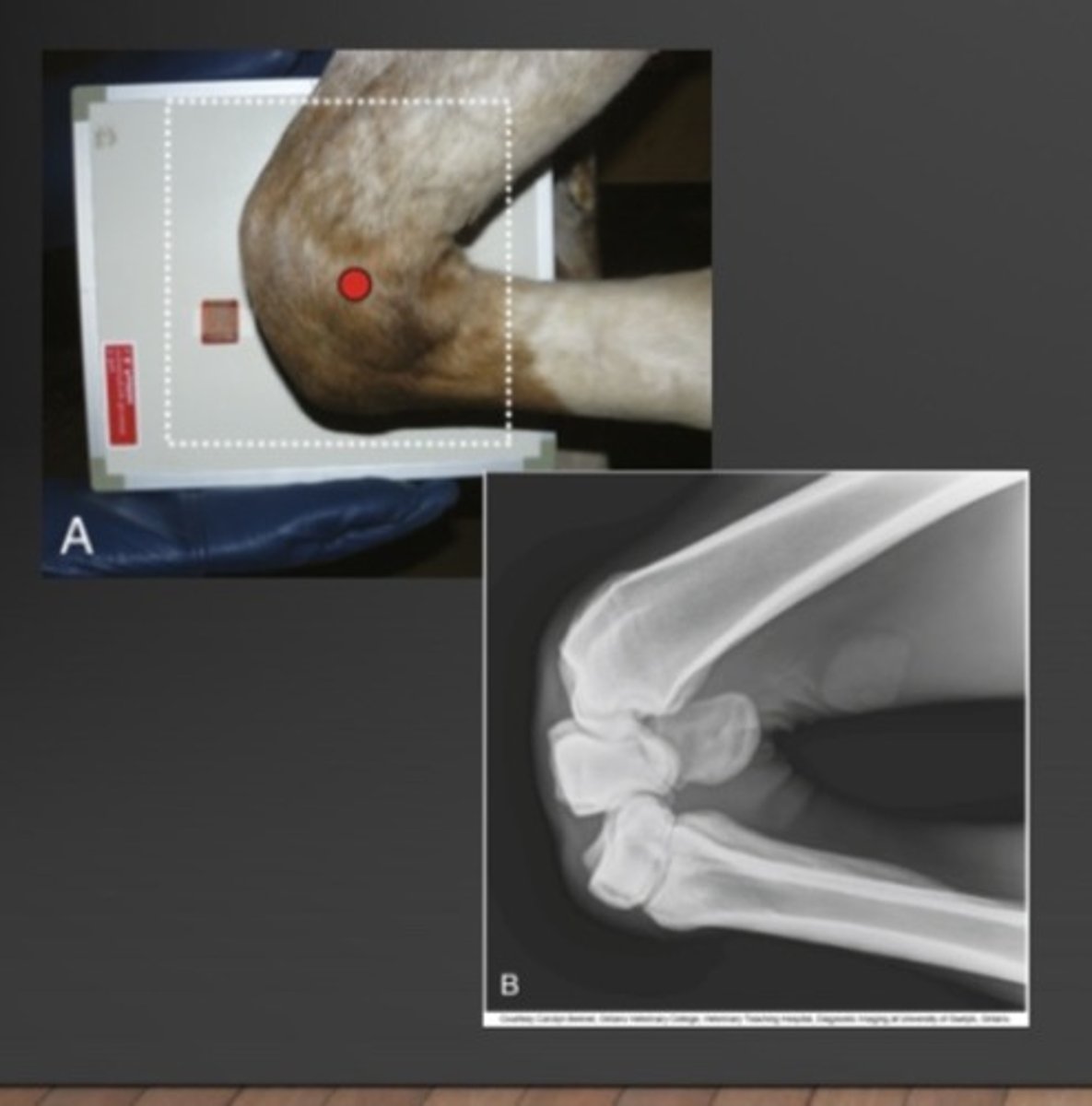 <p>Name the view and the anatomical region within the radiograph</p>