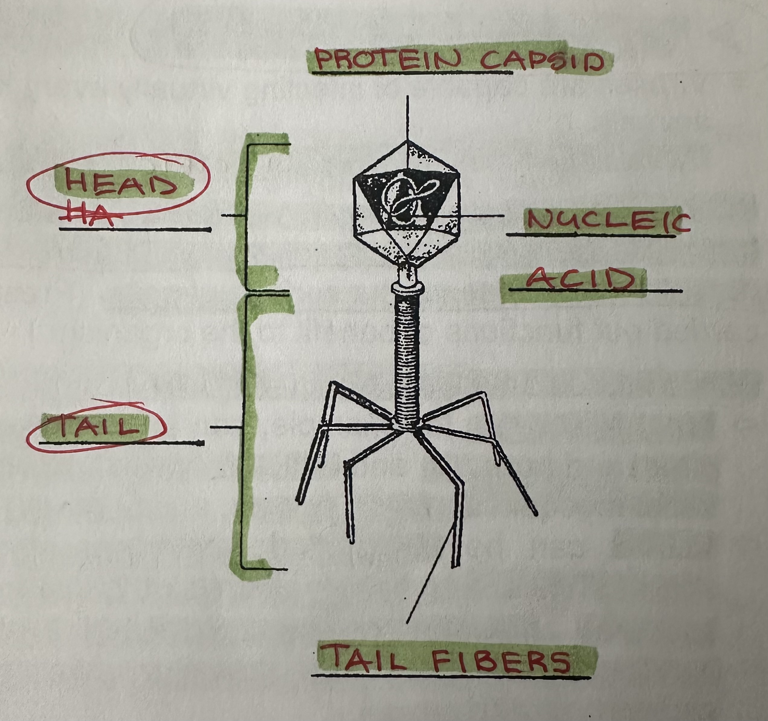 <p>Made up of a combination of other forms</p><p>e.g. <strong>Bacteriophage </strong>(<strong><u>only</u> </strong>invade bacteria) have a <strong>polyhedral head</strong> (surrounds nucleic acid strand) and a hollow <strong>helical tail</strong>.</p><p><strong>Tail fibers:</strong> structures by which the virus attaches itself to a bacterium.</p><p></p>
