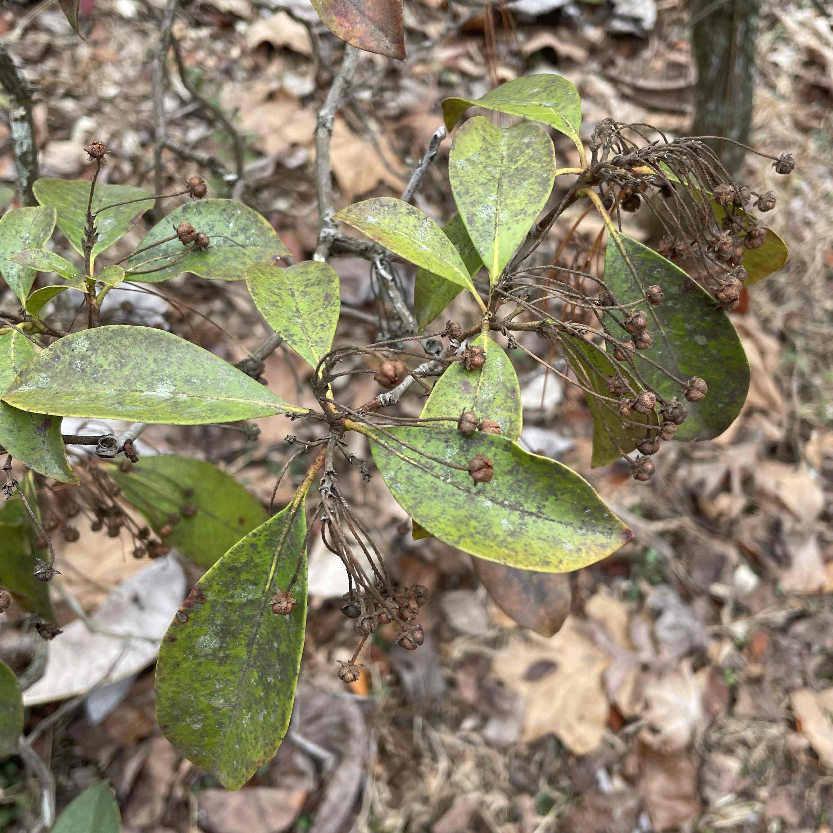 <p>Kalmia latifolia</p>
