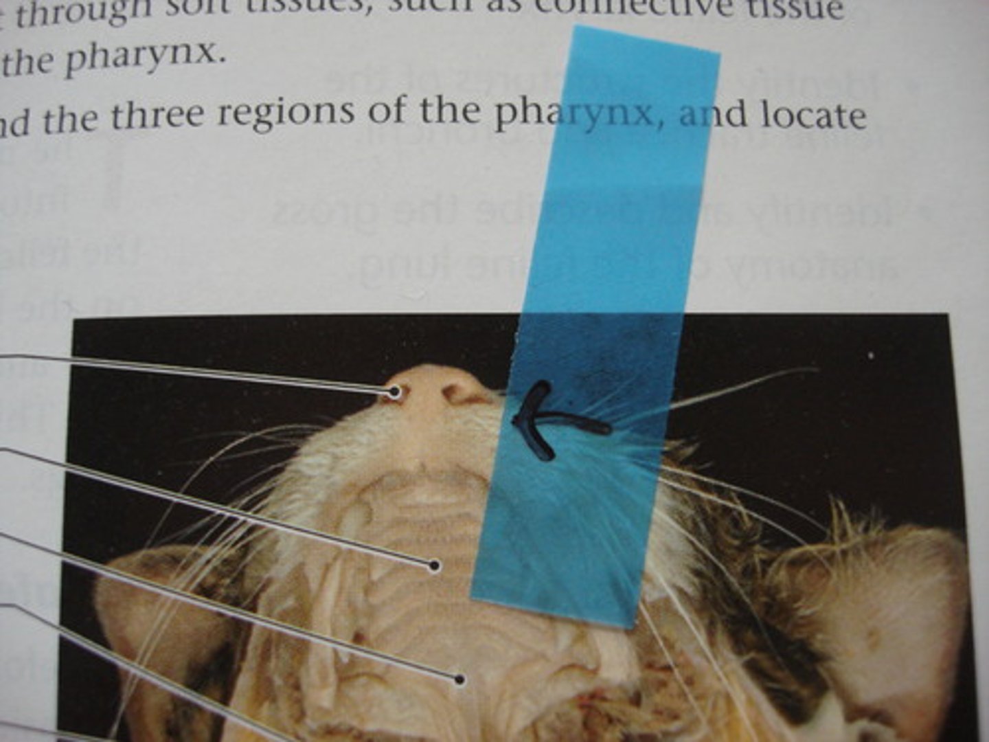 knowt flashcard image