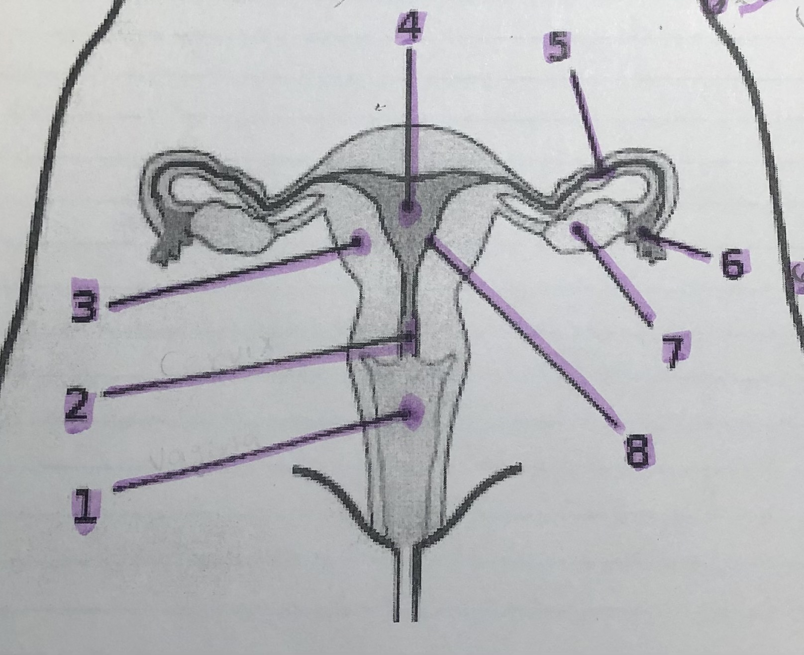 label the female reproductive system