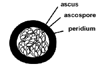 <p>Ascomycetes sexual fruiting body</p>