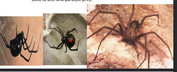 <p>in subphylum chelicerata, spiders, ticks, scorpions</p>
