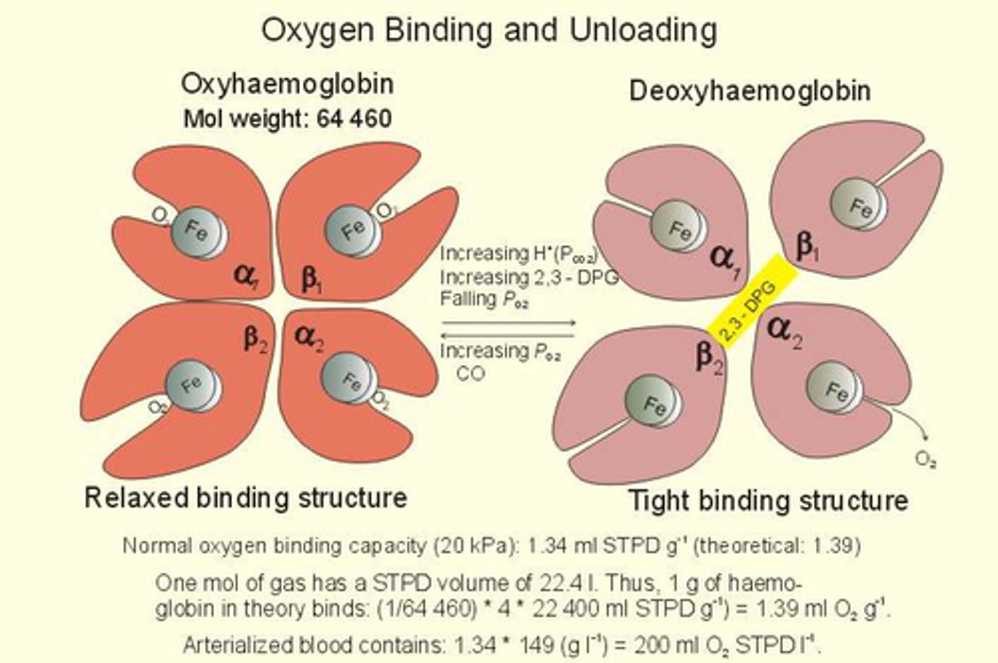 <p>T state with low o2 affinity, stabilized by intersubunit salt bridges, stable at higher temperatures</p>