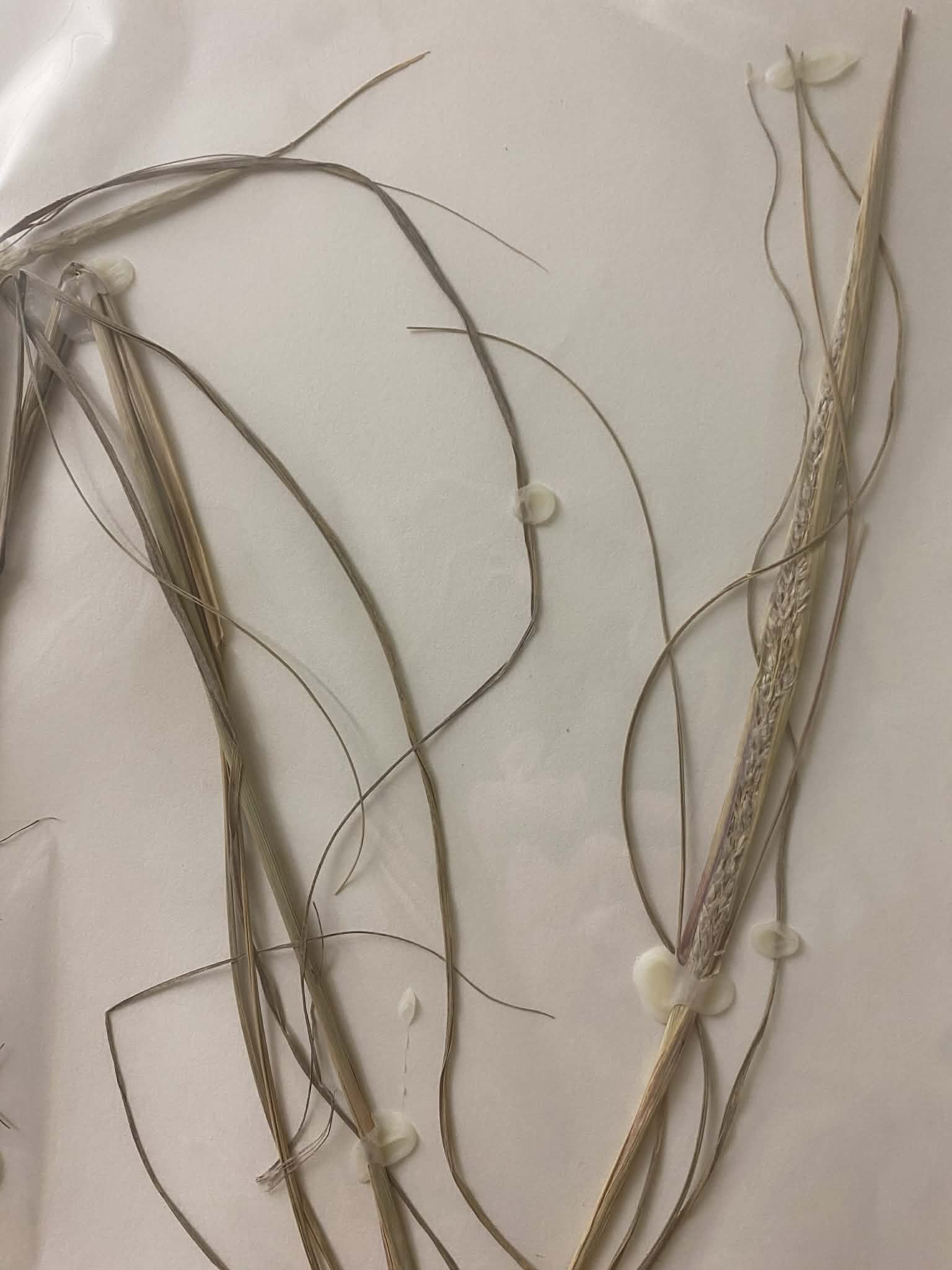 <p>Eragrosteae, P, N, Sporobolus compositus, tall dropseed</p>