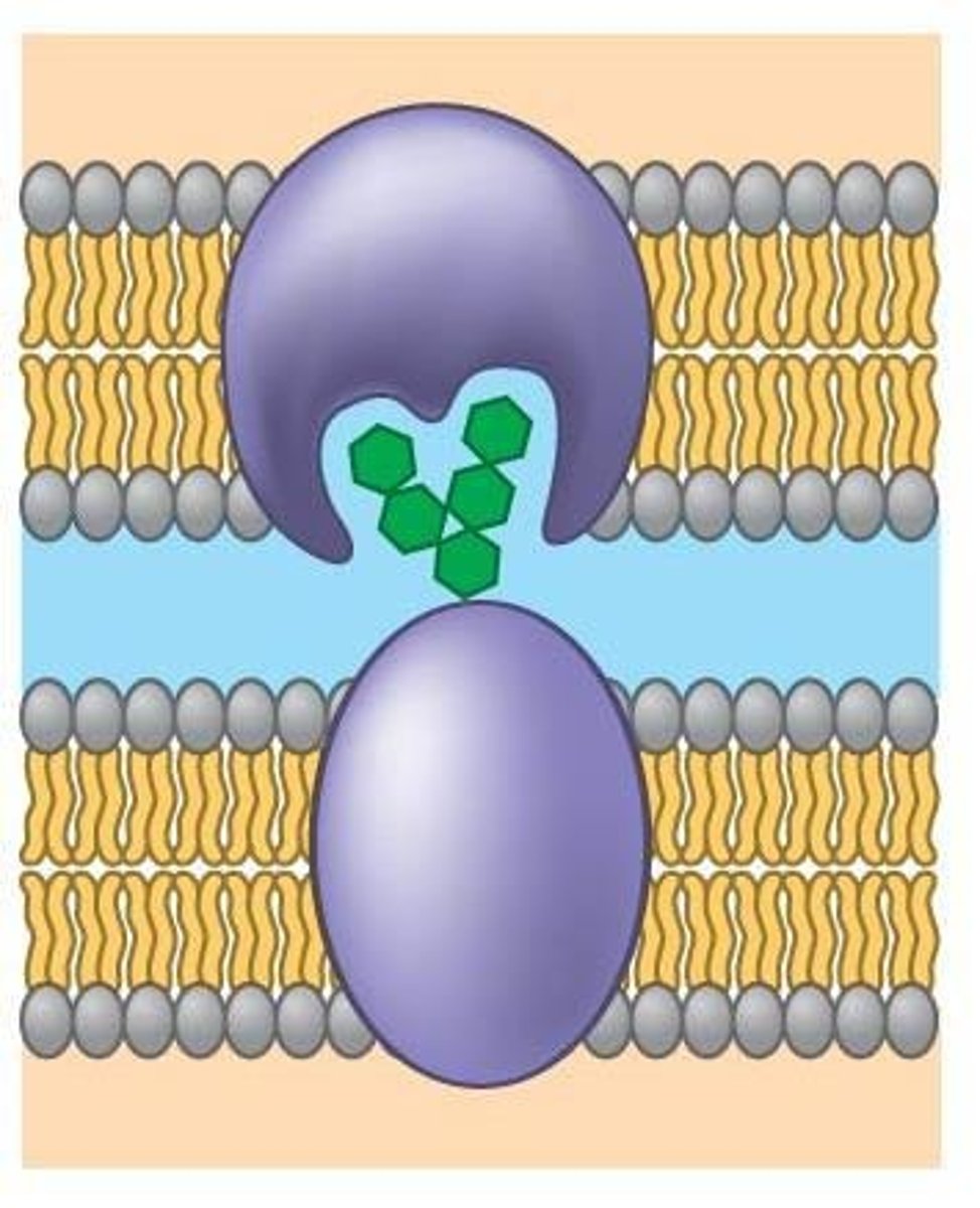 <p>provide corridors for molecules or ions to cross membrane</p>