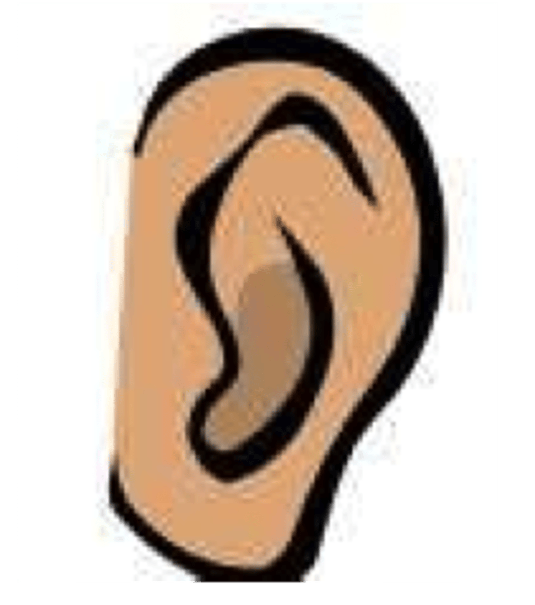 <p>ear</p>