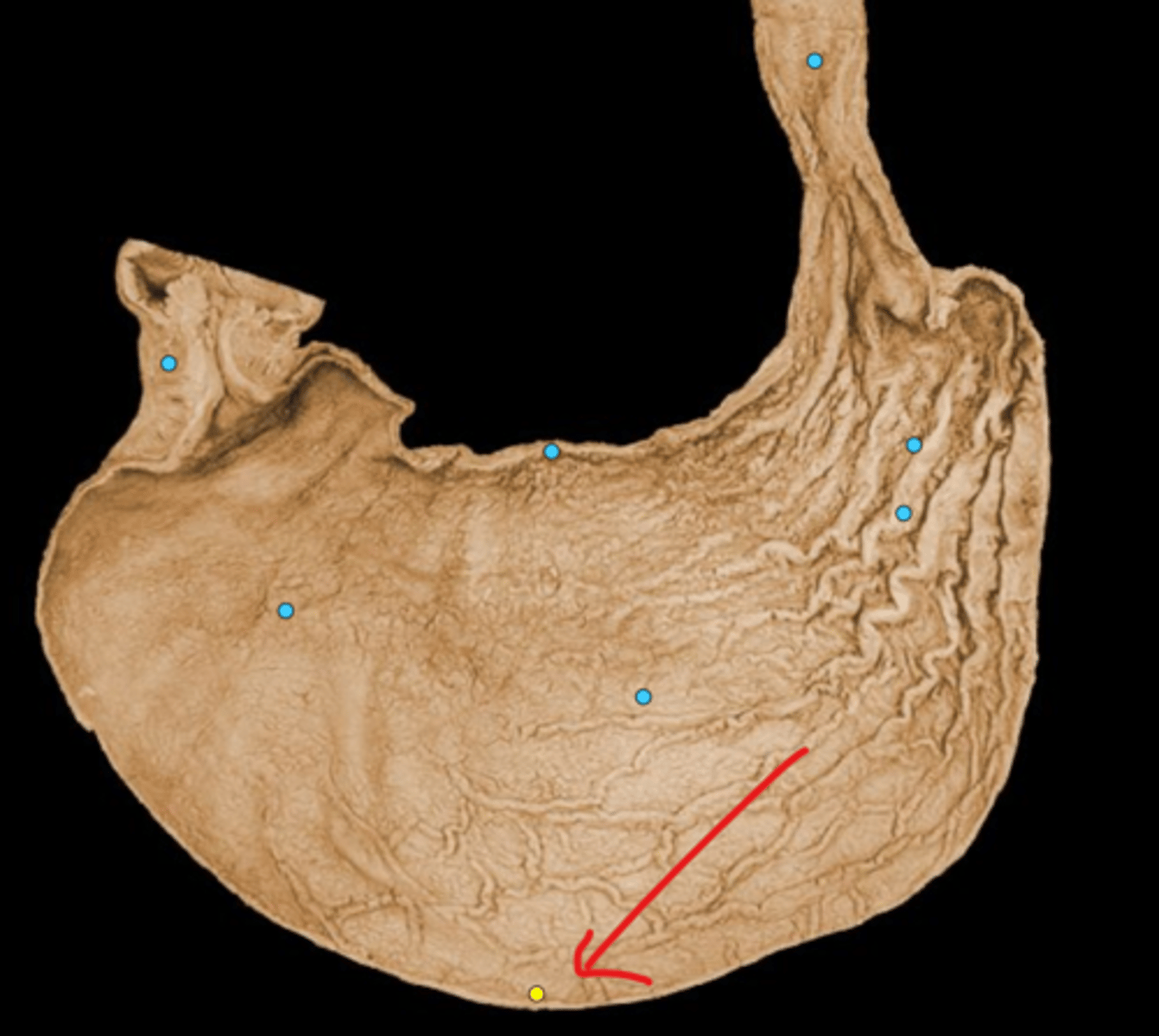 knowt flashcard image