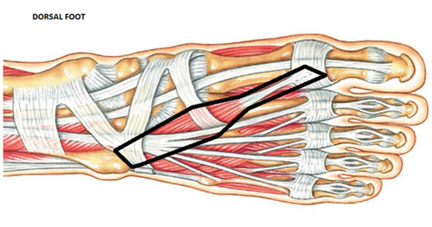 <p>Origin: dorsal surface of calcaneus</p><p>Insertion: 1st toe (at dorsal aponeurosis and proximal phalanx)</p><p>Innervation: deep fibular nerve (L5, S1)</p><p>Action: extends metotarsophalangeal (MTP) joints of 1st toe</p>