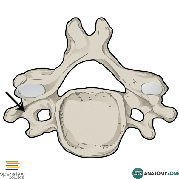 <p>Small bony projection off the right and left side of each vertebrae</p>