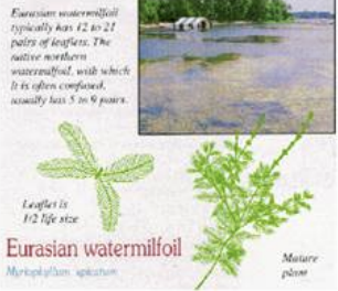 <p>Aquatic Nuisance Plants</p>