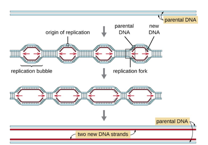 
1. DNA replication in eukaryotes occurs at
   many points along the chromosome, called
   origins of replication.