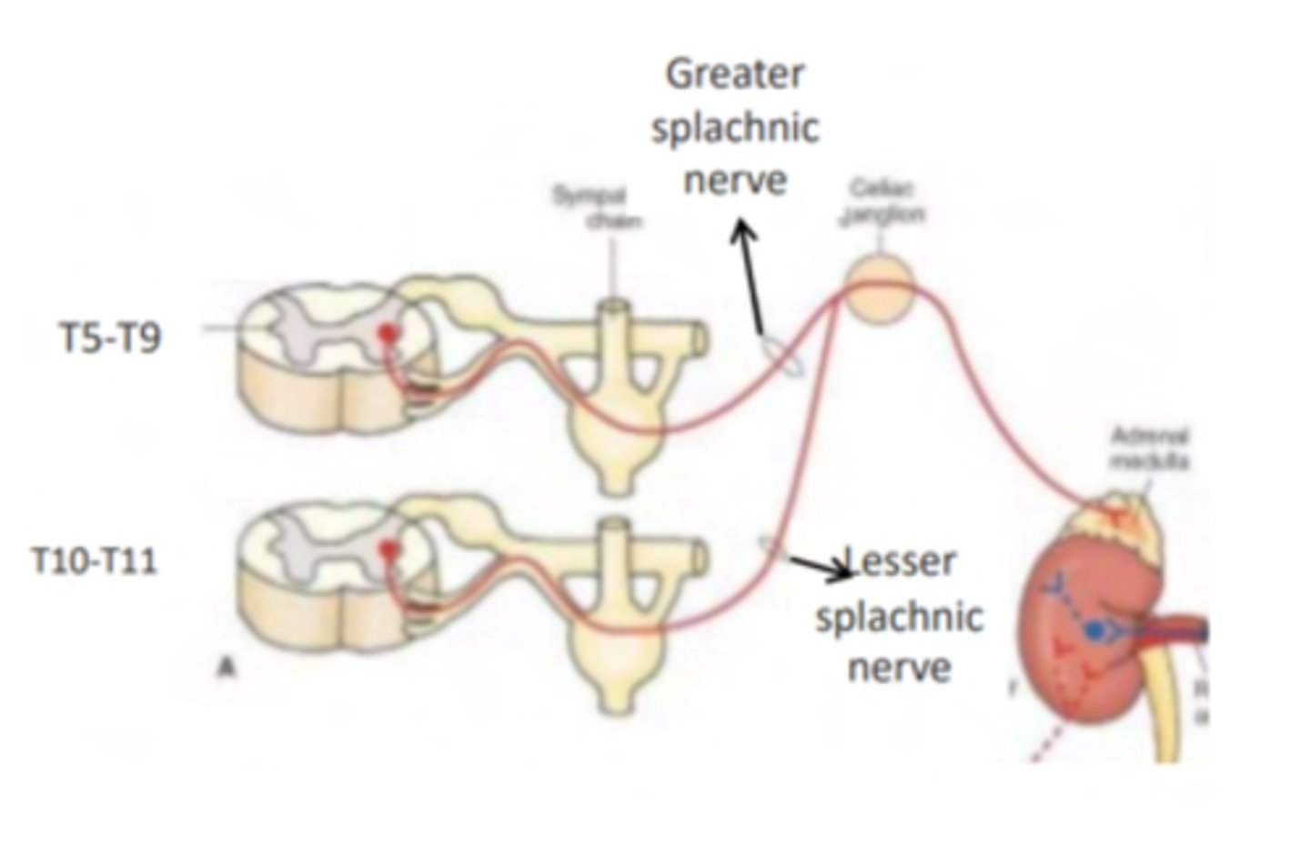 <p>Preganglionic sympathetic fibers directly innervate the gland.</p><p>These fibers do not synapse in the sympathetic ganglia but synapse in the medulla with Chromaffin cells.</p>