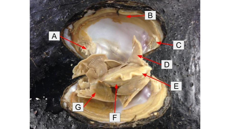 <p>What is letter <strong>D</strong> in the dissection image of an <u>Mussel?</u></p>
