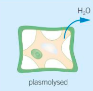 <p>If more water is lost by osmosis, the vacuole and cytoplasm shrink and eventually the cell membrane pulls away from the cell wall. This is called plasmolysis. Plasmolysed cells die quickly unless osmotic balance is restored.</p>