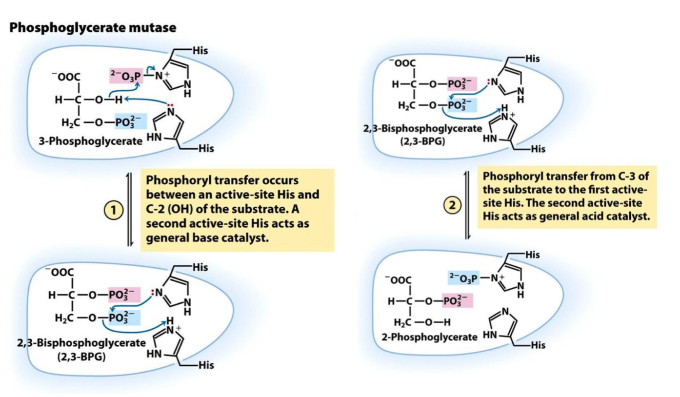 <p>Enzyme in step 8 that catalyzes <em>intermolecular shift of a P group from C3 OH⁻ to C2 OH⁻</em>: <strong>3-Phosphoglycerate → 2-Phosphoglycerate</strong></p><p>→ requires a<strong> </strong><span style="color: #54d3b9"><strong>catalytic amount of 2,3-BPG</strong></span> to keep an active site His is phosphorylated</p>