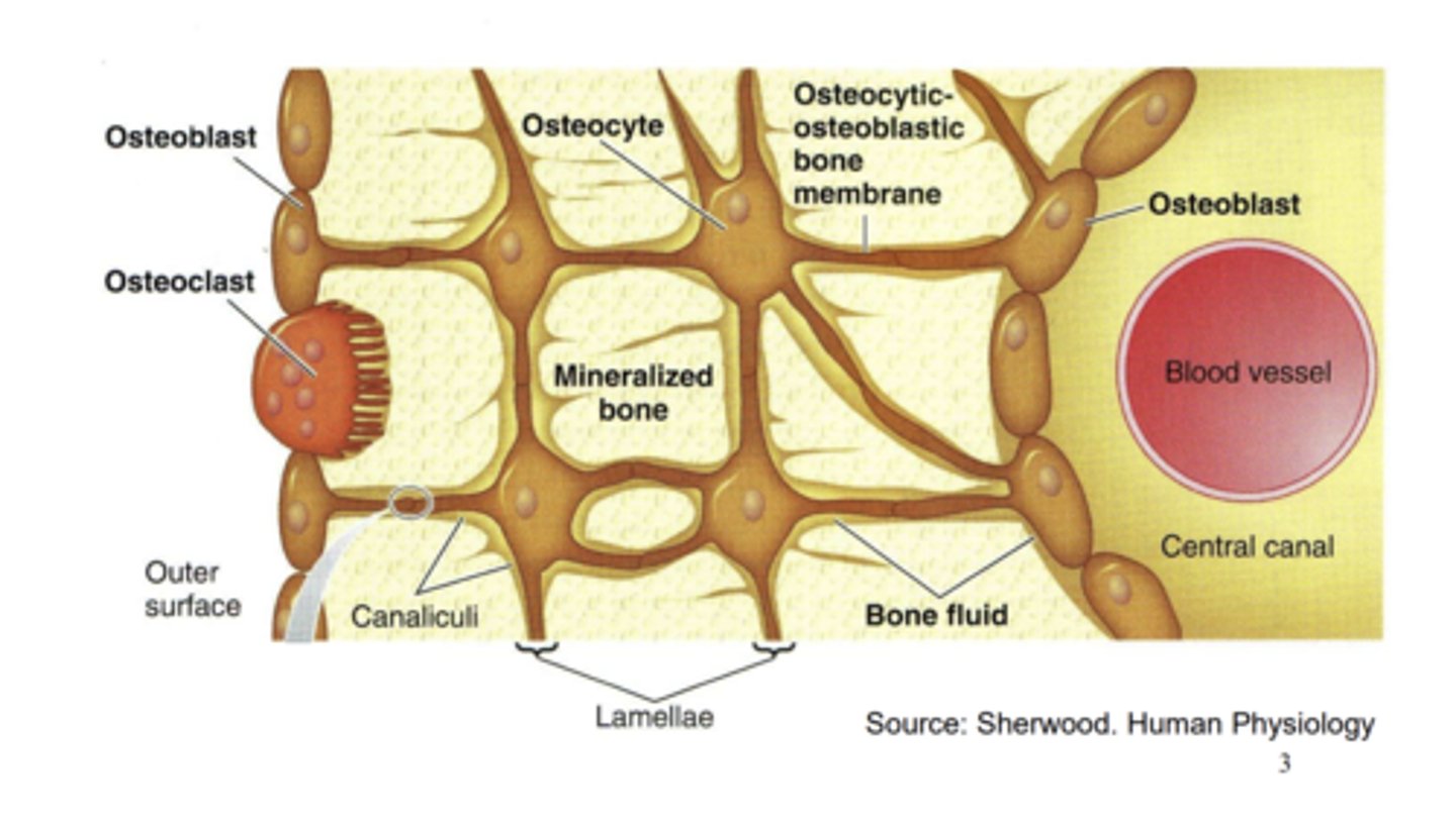 <p>- Sit on the outside of the bone and are multinucleated.</p><p>- Responsible for breakdown of old bones.</p>