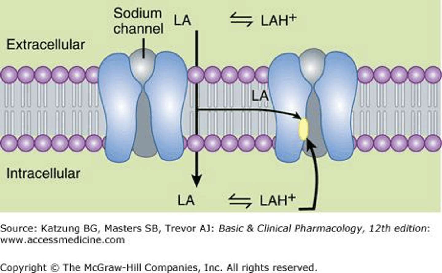 <p>Exist as both nonionized base (high pKA) and cationic form</p><p>Injected as a charged hydrochloride salt (water-soluble ionized form)</p><p>- non-ionized base crosses sheath/membrane</p><p>Re-equilibration at the internal pH of the axon results in the cationic form being quantitatively the principal form of anesthetic on the internal surface of the membrane</p><p>Cationic form enters NA+ channel from internal surface to block NA movement</p>