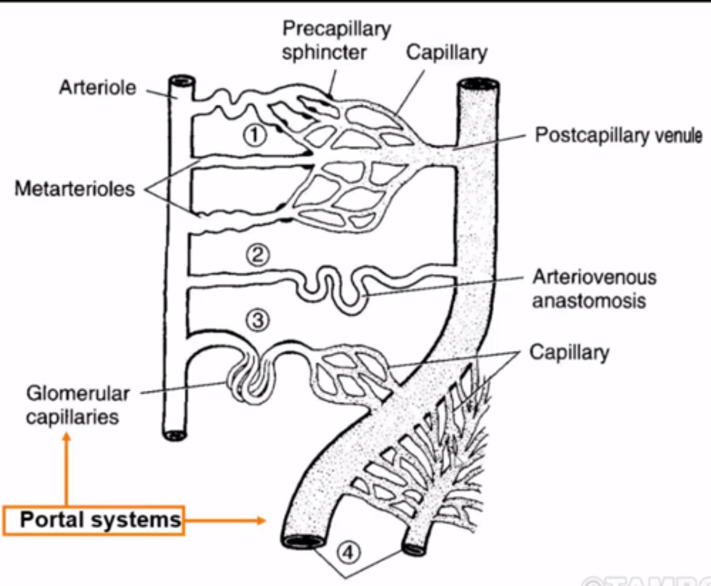 <p>Tunica intima- innermost layer, Tunica media- consists of smooth muscle cells and elastic fibers. Tunica adventitia- outermost layer.</p><p>Elastic arteries- includes the aorta and major branches. Tunica media has more elastin, and are the largest vessels. Recoils under low pressure</p><p>Muscular arteries- arteries that branch off the elastic arteries. Regulates blood flow by vasoconstriction/dilation.</p><p>Arterioles- tiny vessels that lead to the capillary beds. Primary vessels involved in vasoconstriction/dilation, control blood flow to capillaries.</p><p>Venules- Empty blood into larger veins</p><p>Veins- carry blood back to the heart</p>