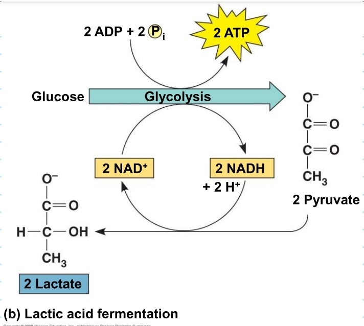 <p>how does lactic acid fermentation regenerate NAD+? </p>