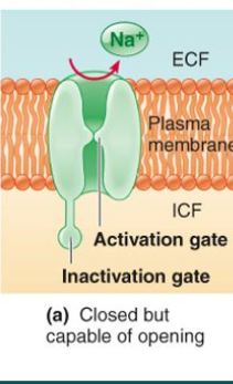 <p>-AG is closed</p><p>-IG is open</p><p>→ during resting potential</p>