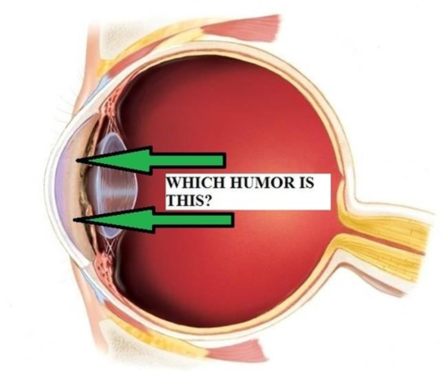 <p>liguid in the eye generated from blood plasma</p>