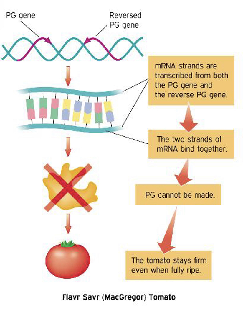 <ol><li><p>Introduce second copy of PG g1 gene but reversed so “ANTISENSE”</p></li><li><p>So when transcribed 2 copies of complementary mRNA produced</p></li><li><p>mRNA strands bind together</p></li><li><p>No translation so no PG enzyme to break pectin down</p></li></ol>