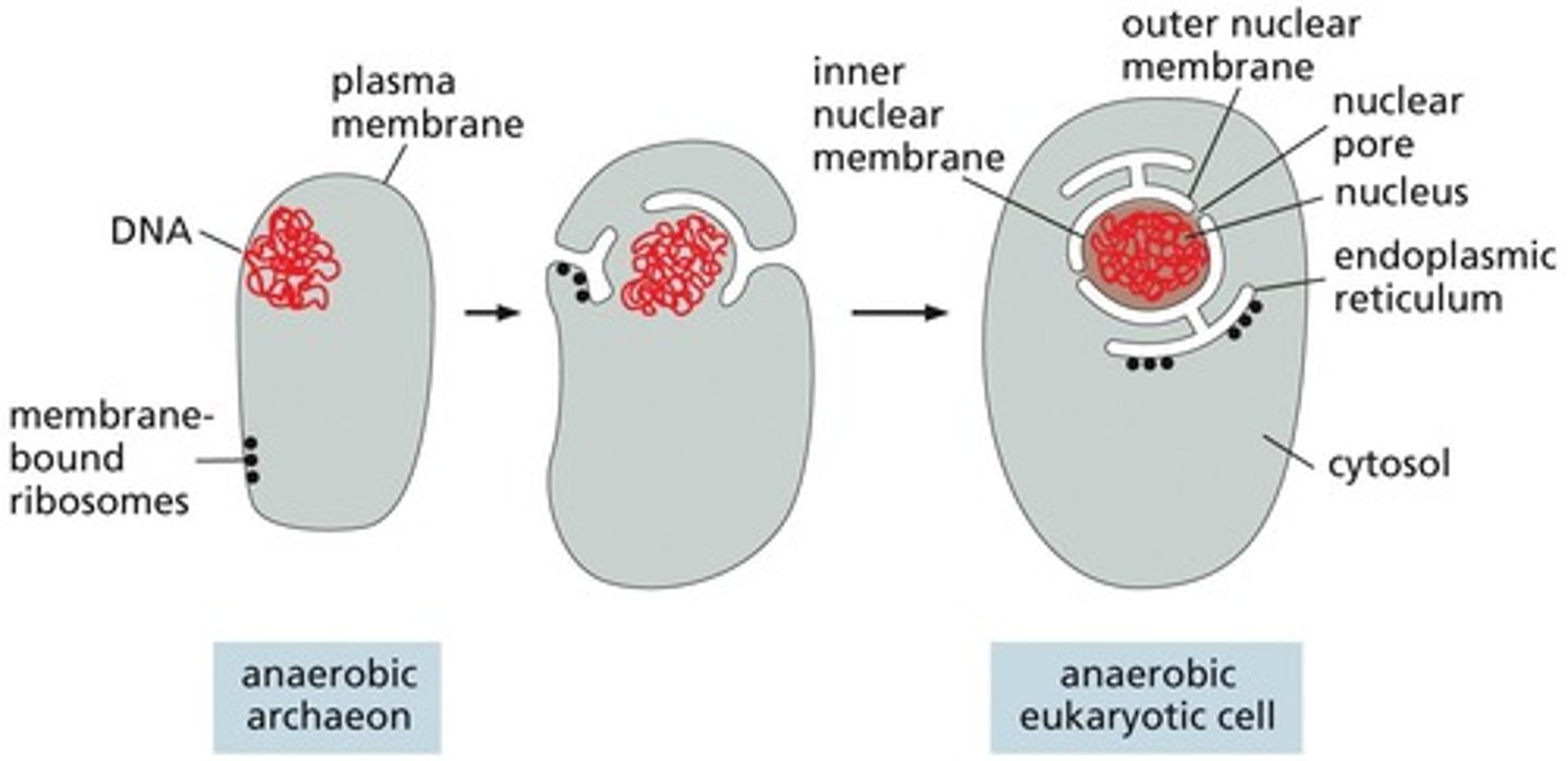 <p>May have evolved through invagination of the plasma membrane</p>