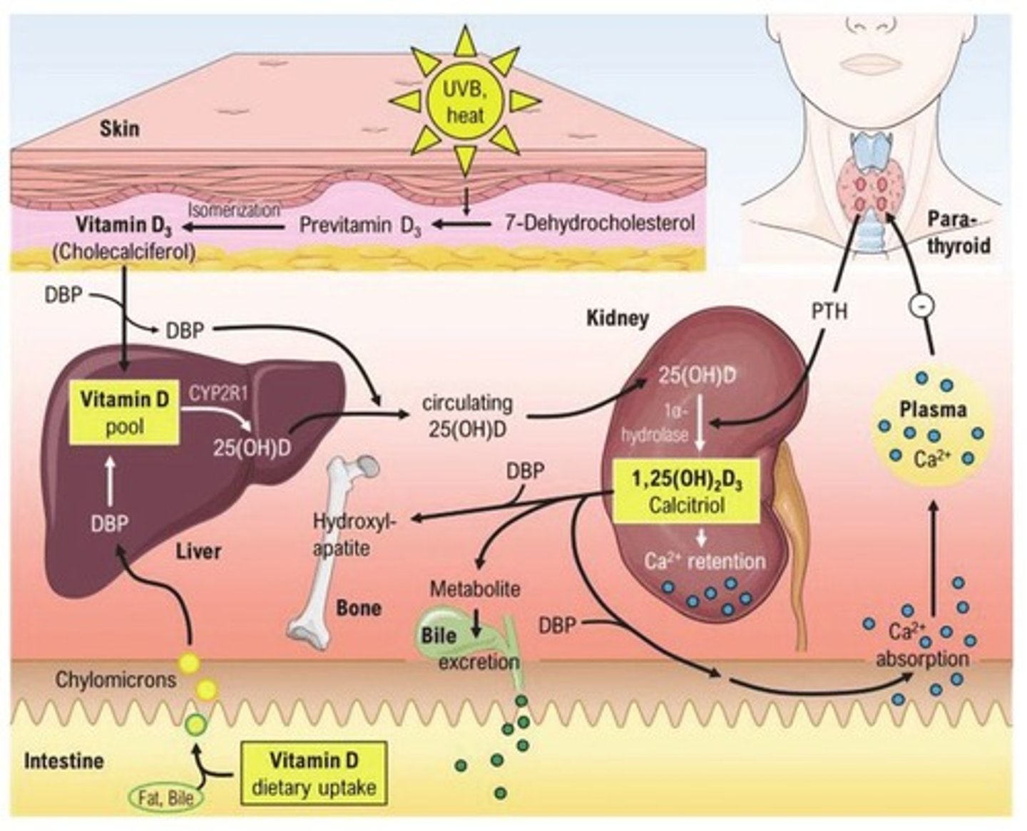 <p>Bone mineralization; Muscle contraction; Nerve transmission; Clotting time of blood; Hormone secretion; Normal heart function.</p>