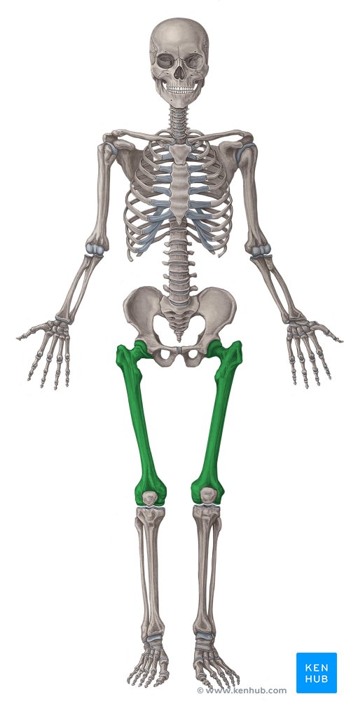<p>What bone is this?</p>