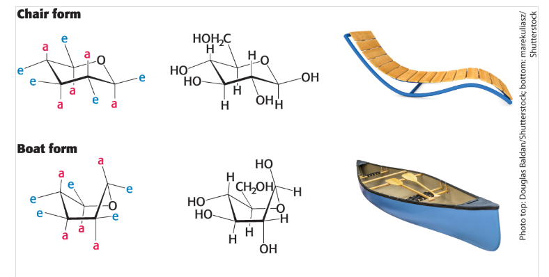 <p>Chair conformation with (-OH and CH2OH) in the equatorial positions to minimize steric strain </p>