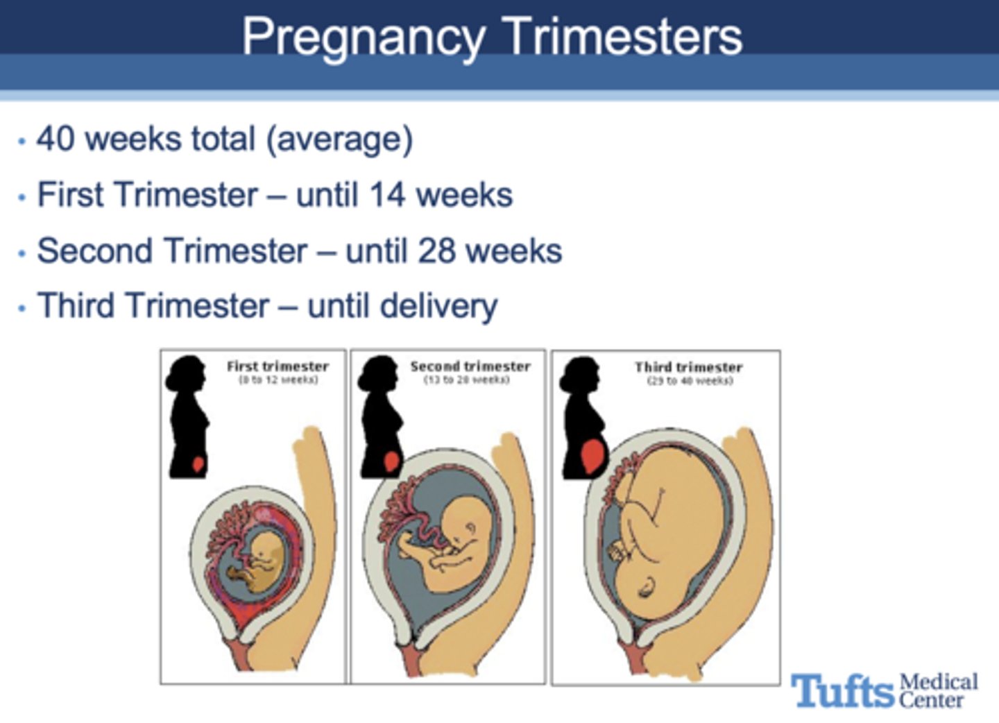 <p>until 14 weeks</p>