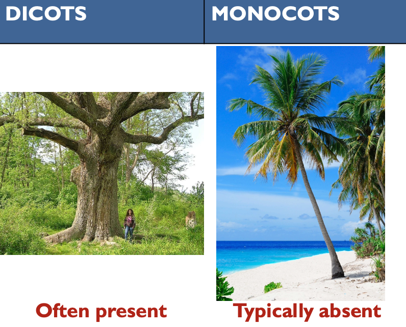 <p>Dicots: secondary growth is often present</p><p>Monocots: secondary growth is typically absent</p>