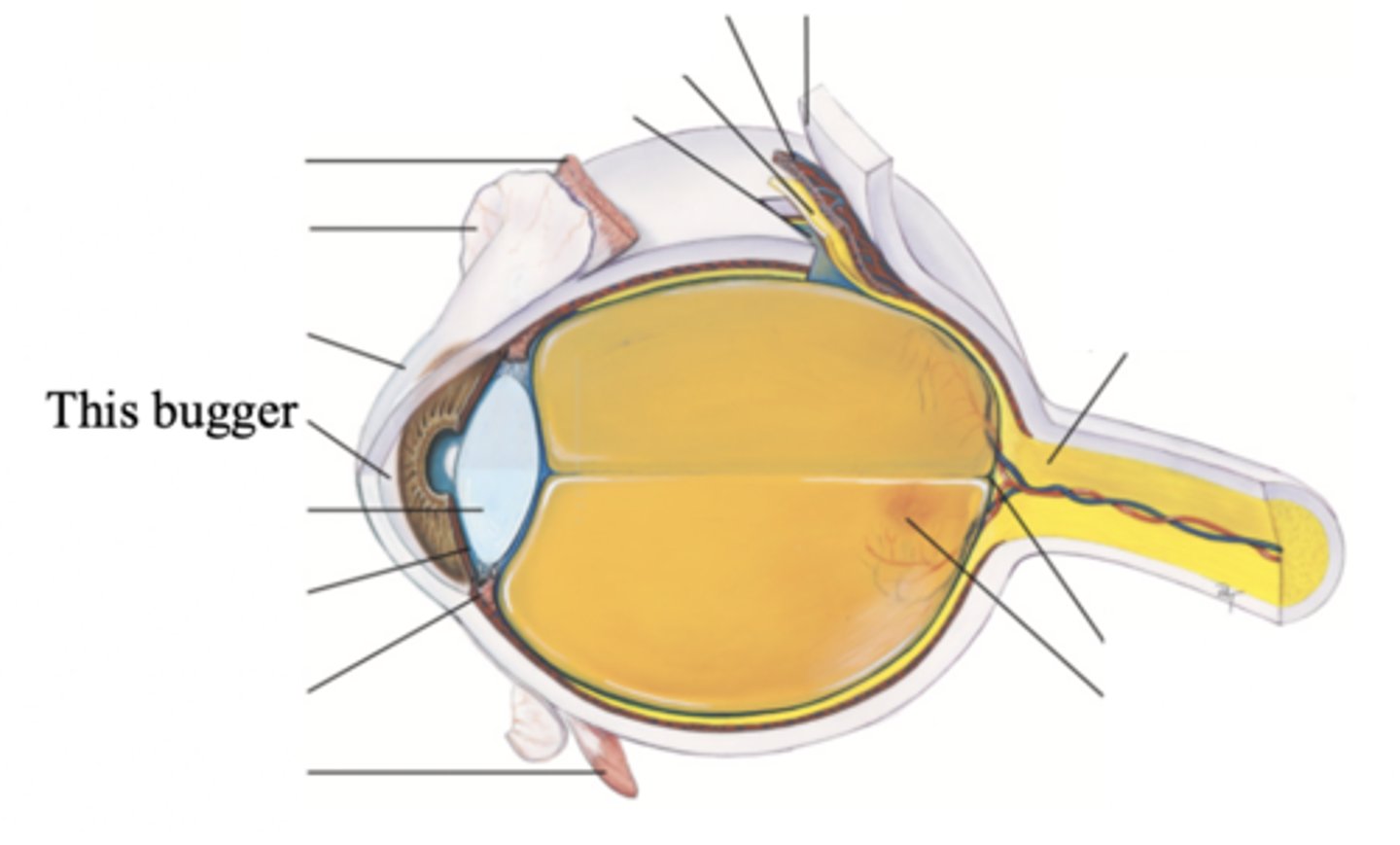 <p>- The chamber located posterior to the cornea and anterior to the iris and lens</p><p>- Contains clear, watery aqueous humor produced by the ciliary body which delivers nutrients to the surrounding tissues drain metabolic wastes</p>