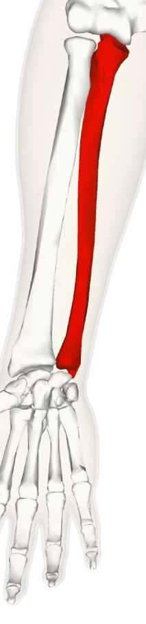 <p>One of two bones that makes up the forearm, on the medial side.</p>