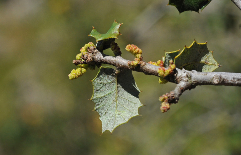<p>Broad leaf tree. Leaves evergreen and leathery, wavy-edged with holly-like appearance. Alternate, simple, pinnately veined with spiney teeth. Monoecious with a catkin inflorescence. Found in dry slopes and ridge tops more commonly found in southern California and Arizona</p>