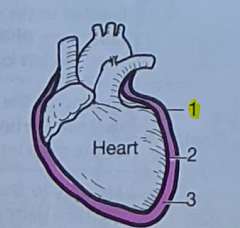 <p>Outermost layer of serous membrane around heart</p>