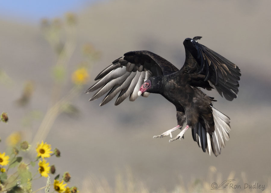 <p>Turkey Vulture</p>