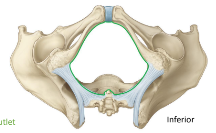 <p>What is the area highlighted in green called?</p>
