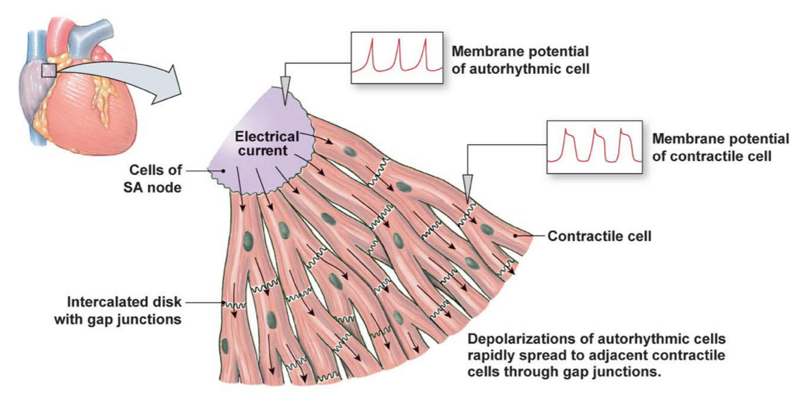 <p>contractile and autorhythmic (pacemaker)</p>