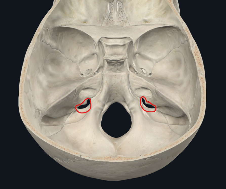 <ul><li><p>Fosa craneal posterior</p><p>Agujero rasgado posterior</p></li></ul><p></p>