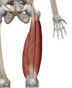 <p>Quadriceps fémoral : Droit fémoral</p>