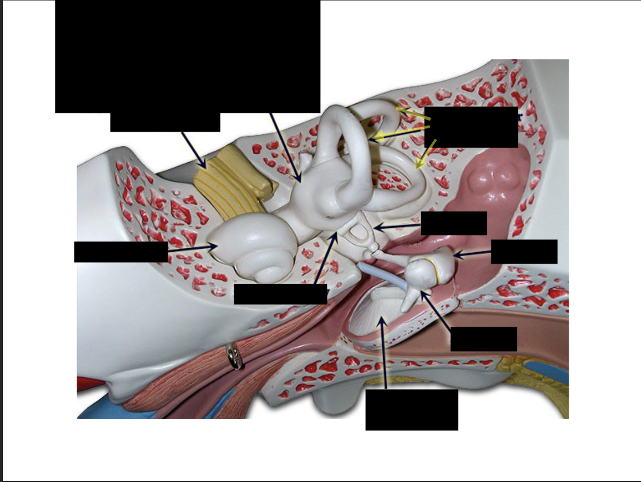 <p>what is this part of the ear?</p>